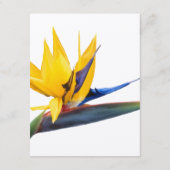 Paradiesvogel Hochzeitskarten Begleitkarte (Rückseite)