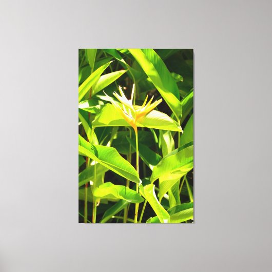 Paradiesvogel Leinwanddruck (Vorderseite)