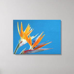 Paradiesvogel Leinwanddruck