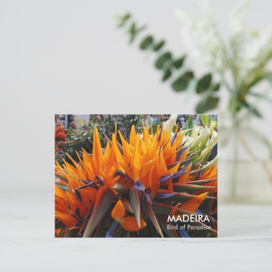 Paradiesvogel, MADEIRA Postkarte (Stehend Vorderseite)