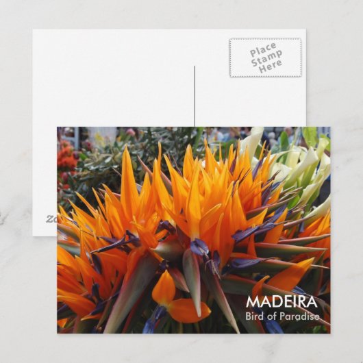 Paradiesvogel, MADEIRA Postkarte (Vorne/Hinten)