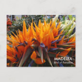 Paradiesvogel, MADEIRA Postkarte (Vorderseite)