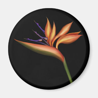 Paradiesvogel Magnet