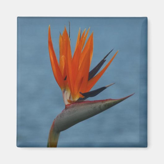 Paradiesvogel Magnet (Vorne)