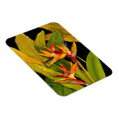 Paradiesvogel Magnet (Rechte Seite)