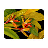 Paradiesvogel Magnet (Horizontal)