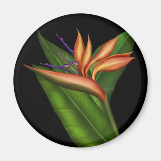 Paradiesvogel Magnet (Vorne)