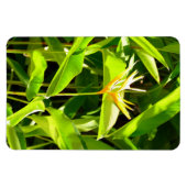 Paradiesvogel Magnet (Horizontal)