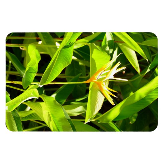 Paradiesvogel Magnet (Horizontal)