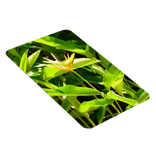 Paradiesvogel Magnet (Rechte Seite)