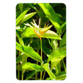 Paradiesvogel Magnet (Vertikal)