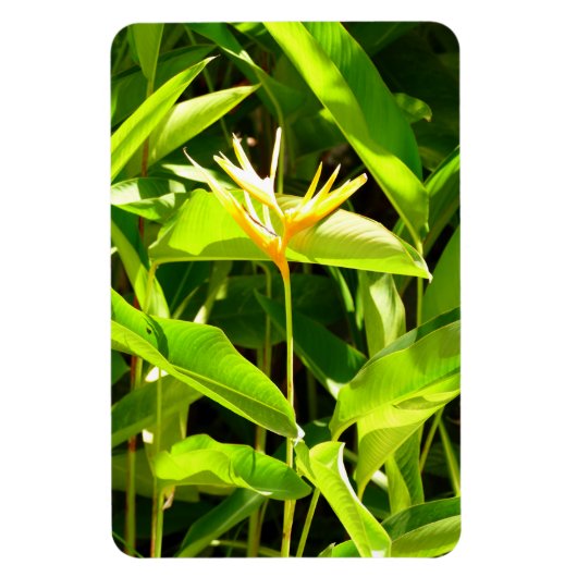 Paradiesvogel Magnet (Vertikal)