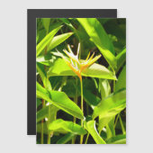 Paradiesvogel Magnetkarte (Vorne/Hinten)