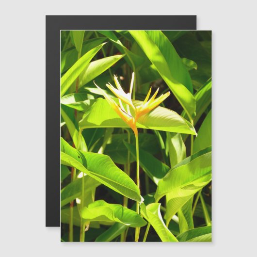 Paradiesvogel Magnetkarte (Vorne/Hinten)