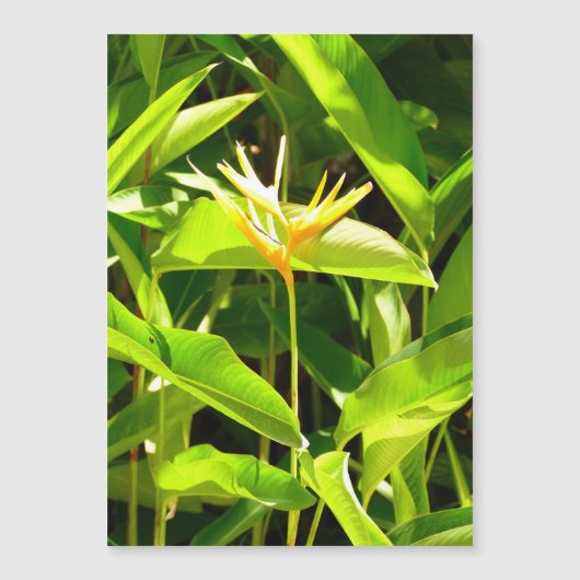 Paradiesvogel Magnetkarte (Vorderseite)