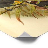 Paradiesvögel mit Federschopf Vintage-Druck Poster (Ecke)