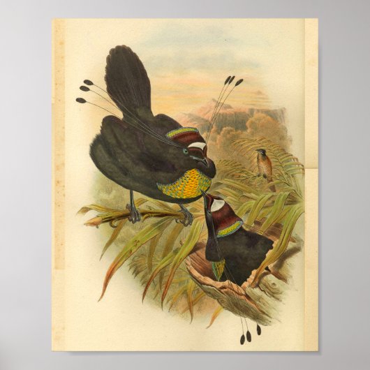 Paradiesvögel mit Federschopf Vintage-Druck Poster (Vorne)