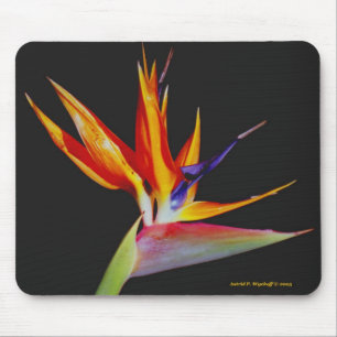 Paradiesvogel Mousepad