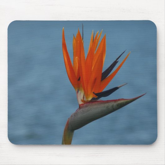 Paradiesvogel Mousepad (Vorne)