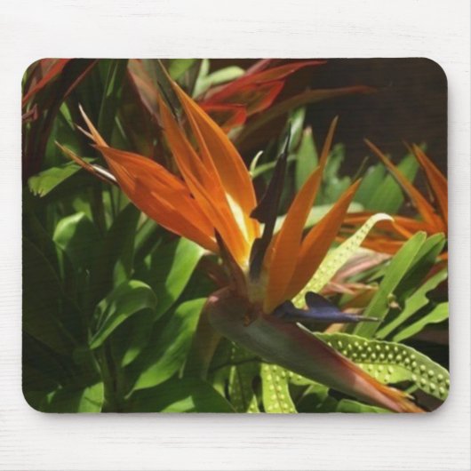 Paradiesvogel Mousepad (Vorne)