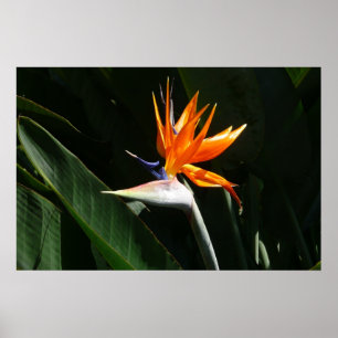 Paradiesvogel Orange Tropische Blume Poster