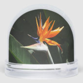 Paradiesvogel Orangefarbene Tropenblume Schneekugeln (Rückseite)