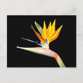 Paradiesvogel Pflanze Postkarte (Vorderseite)