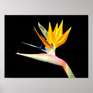 Paradiesvogel-Pflanzenposter Poster