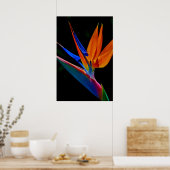 Paradiesvogel Poster (Küche)