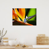 Paradiesvogel Poster (Küche)
