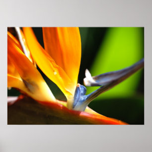 Paradiesvogel Poster