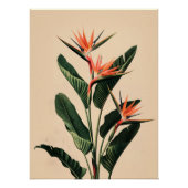 Paradiesvogel Poster (Vorderseite)