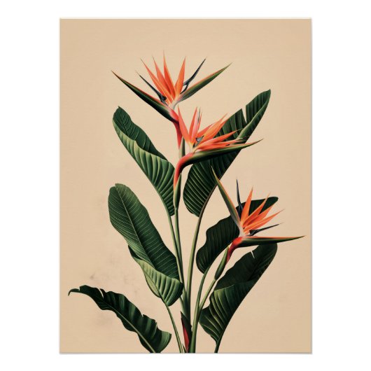 Paradiesvogel Poster (Vorderseite)