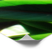 Paradiesvogel Poster (Ecke)