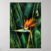 Paradiesvogel Poster (Vorne)