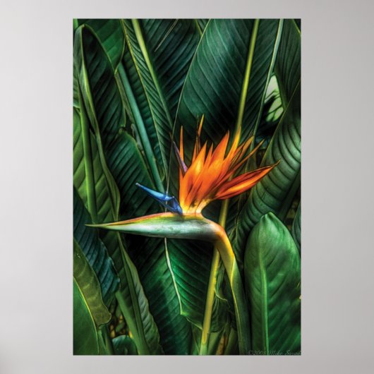 Paradiesvogel Poster (Vorne)