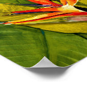 Paradiesvogel Poster (Ecke)