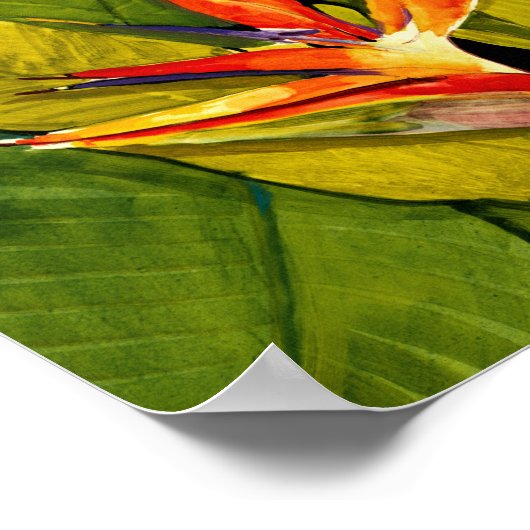 Paradiesvogel Poster (Ecke)