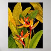 Paradiesvogel Poster (Vorne)