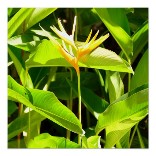 Paradiesvogel Poster (Vorderseite)