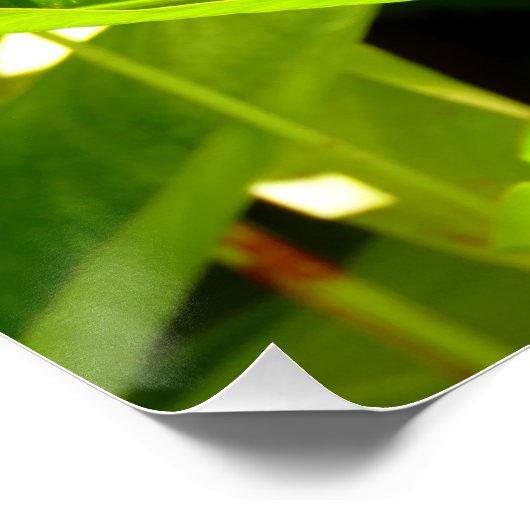 Paradiesvogel Poster (Ecke)