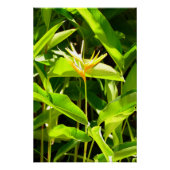 Paradiesvogel Poster (Vorderseite)