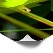 Paradiesvogel Poster (Ecke)