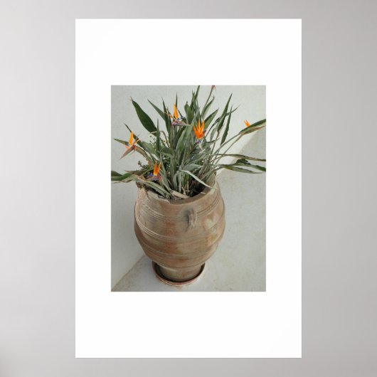 Paradiesvogel Poster (Vorne)