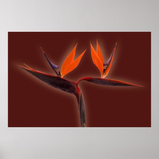 Paradiesvogel Poster (Vorne)