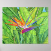 Paradiesvogel Poster (Vorne)