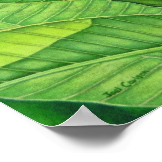 Paradiesvogel Poster (Ecke)