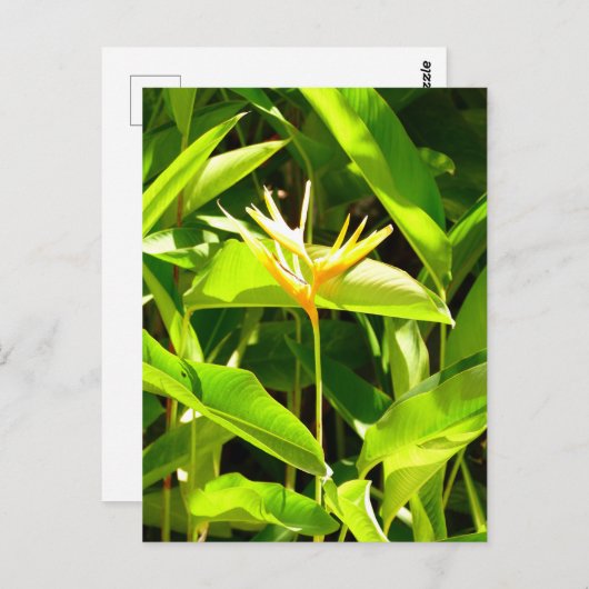 Paradiesvogel Postkarte (Vorne/Hinten)