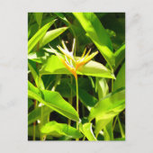 Paradiesvogel Postkarte (Vorderseite)