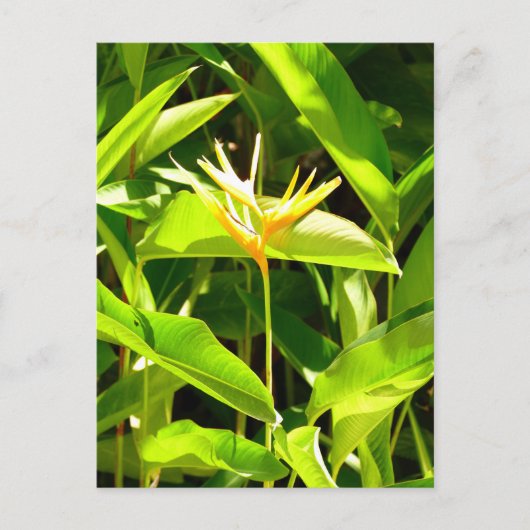 Paradiesvogel Postkarte (Vorderseite)